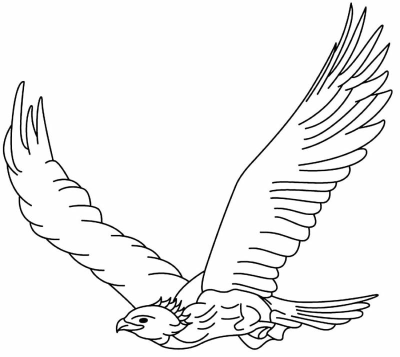Орел раскраска для детей