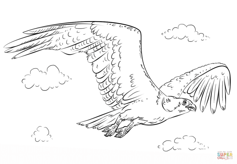 Орел раскраска для детей