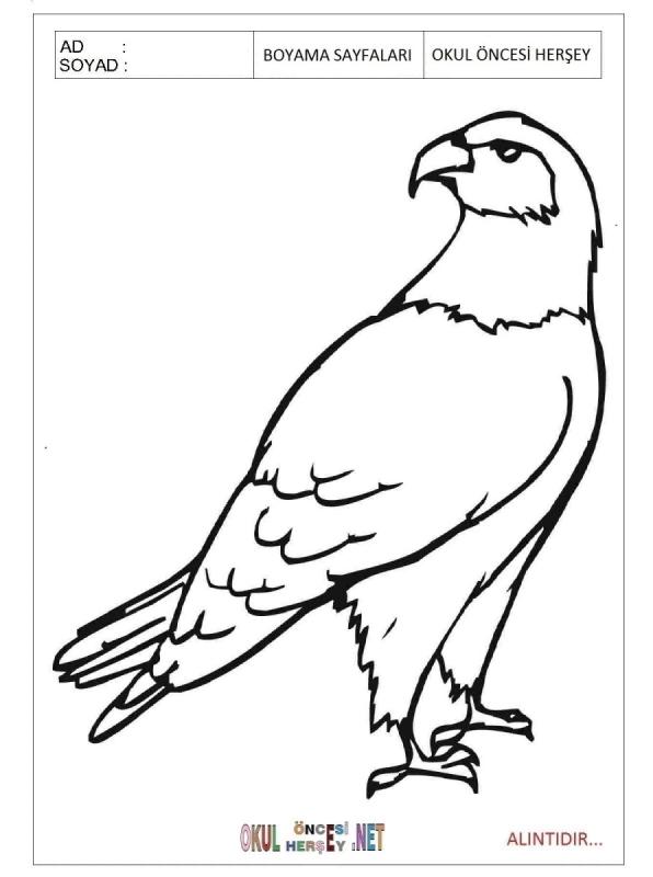 Ястреб нарисовать поэтапно