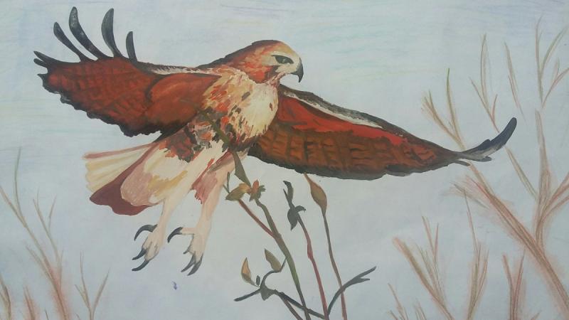 Коршун иллюстрация