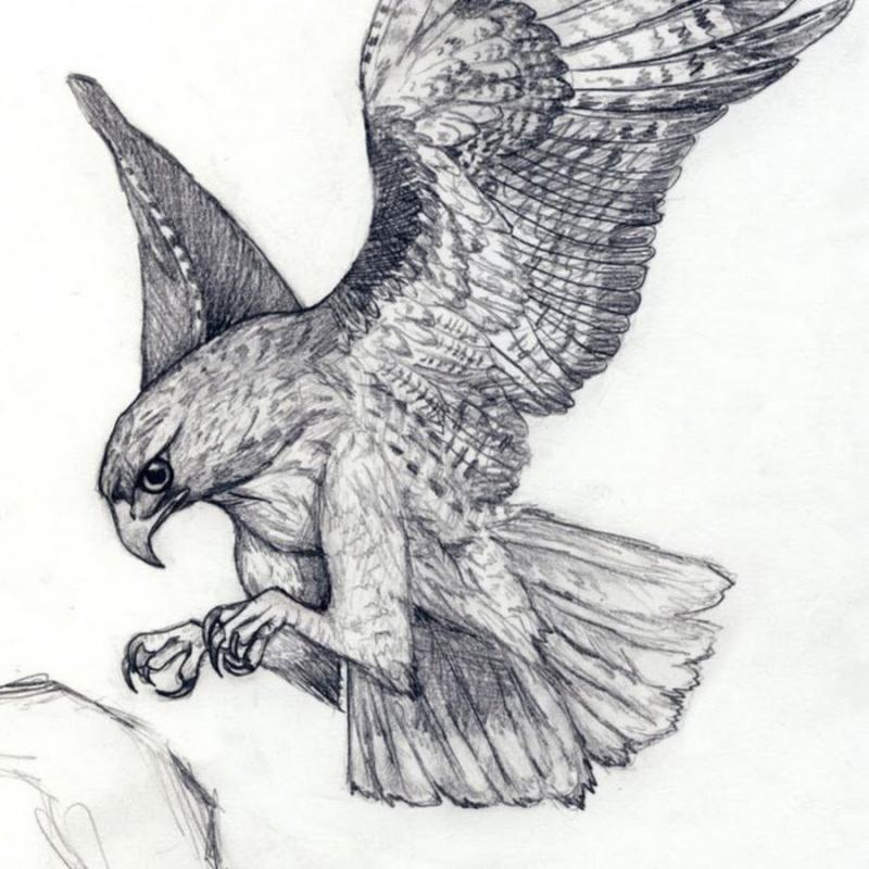 Пикирующий Сокол тату