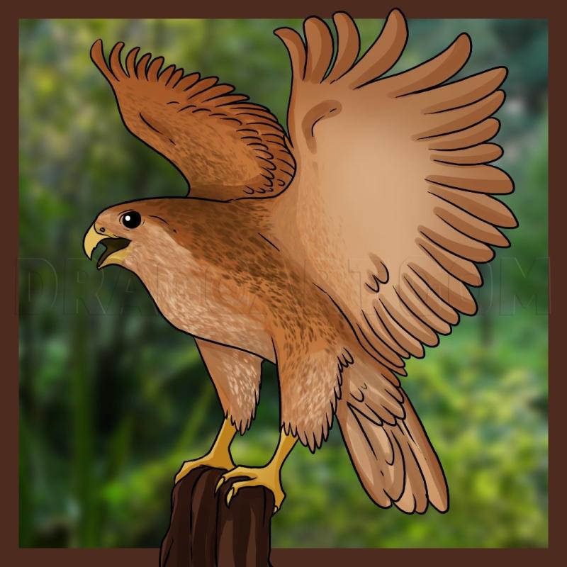 Как разрисовать карандашами цветными Сокола