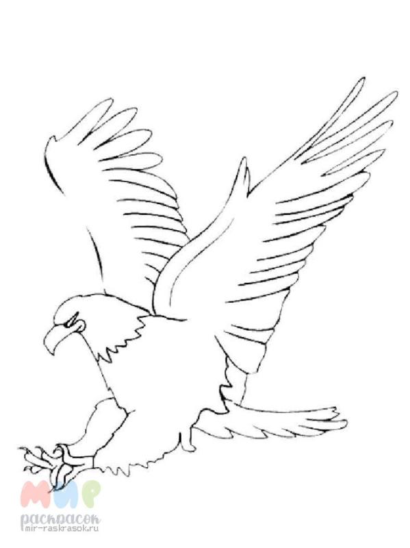 Коршун раскраска для детей