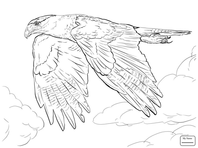 Сокол раскраска для детей