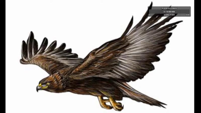 Коршун на прозрачном фоне