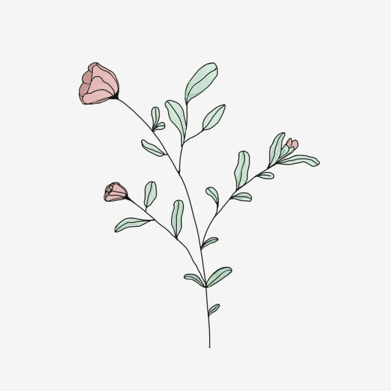 Цветы Минимализм без фона