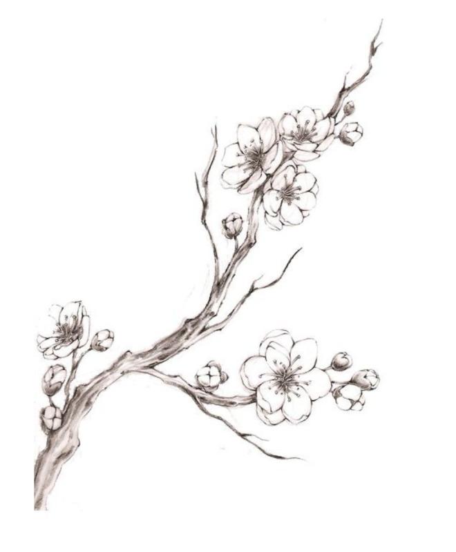 Сакура эскиз