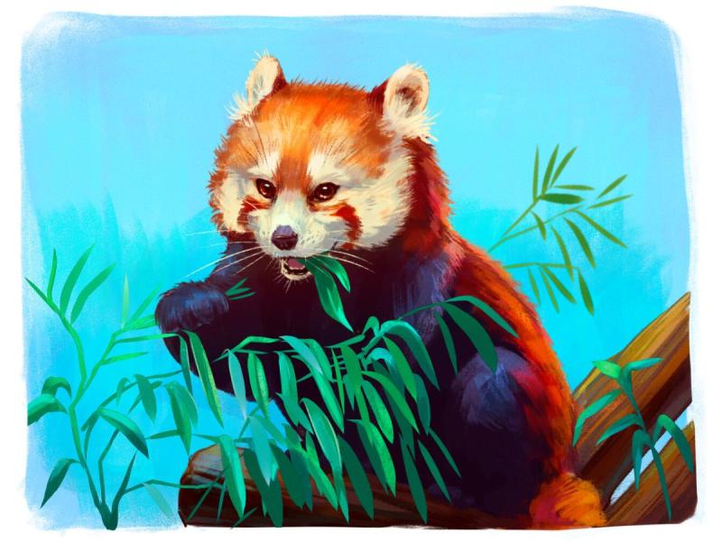 Красная панда рисунок карандашом73