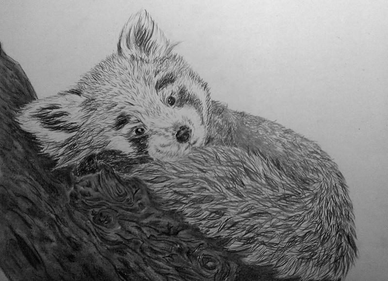 Аппликация красная Панда