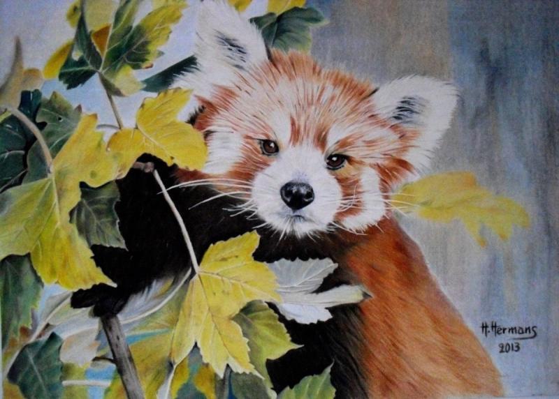 Красная Панда