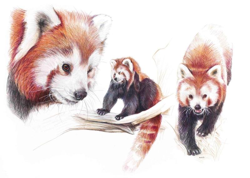 Красная Панда в векторной графике