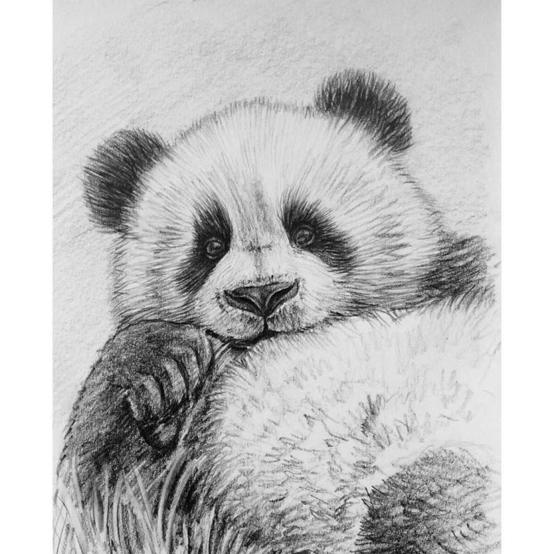 Красная Панда акварель