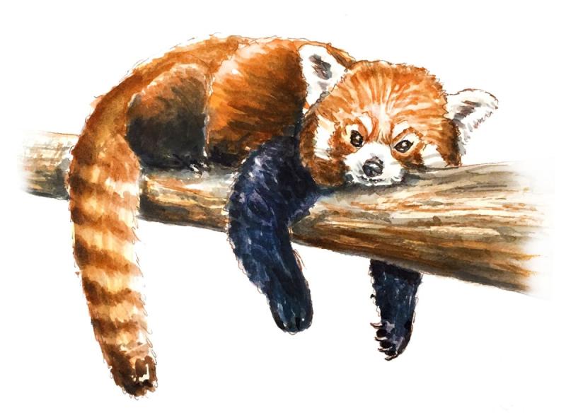 Панда пастелью