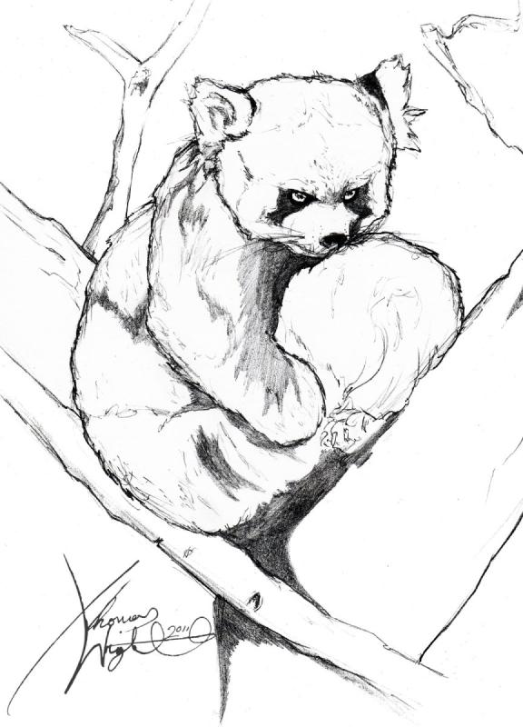 Красная Панда набросок