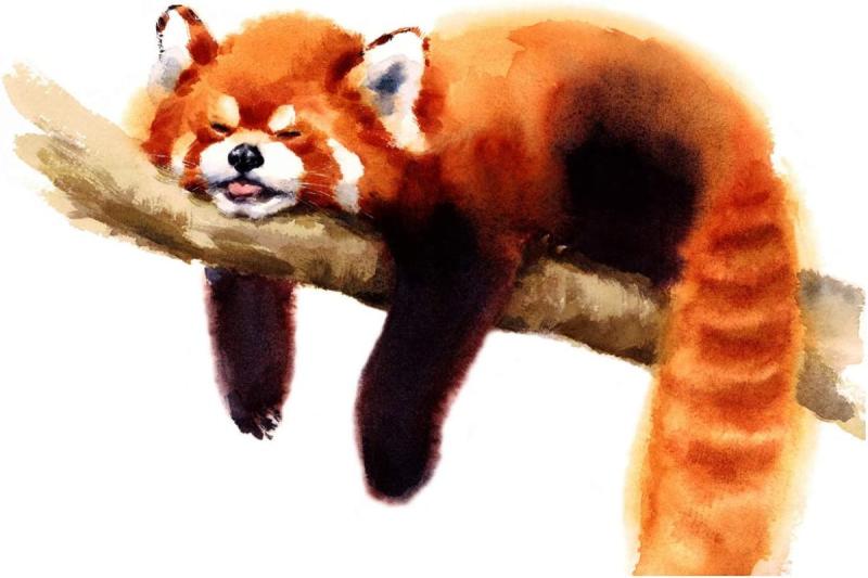 Красная Панда рисунок для срисовки