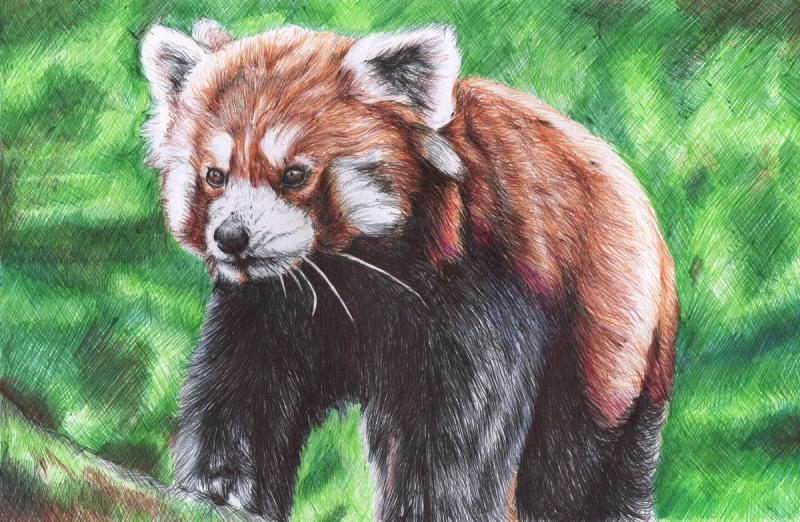 Рисунки красной панды маркерами