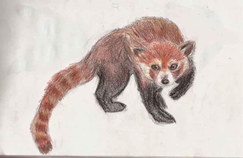 Красная Панда легкие