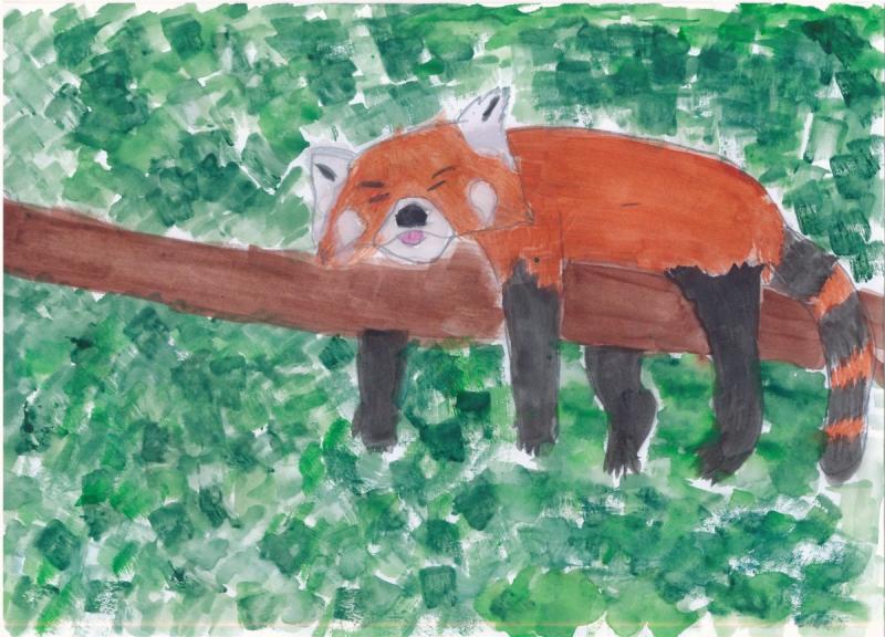 Нарисовать красную панду карандашом