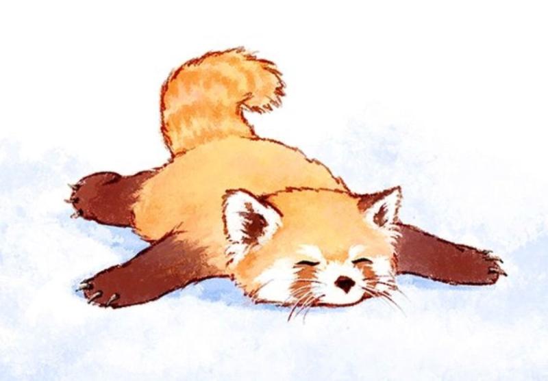 Красная Панда арт