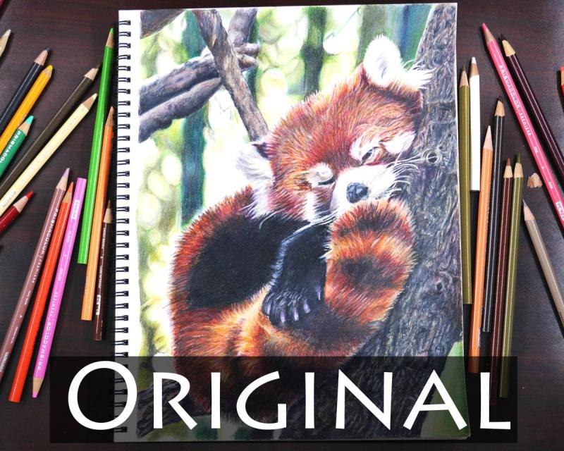 Малая Панда референс