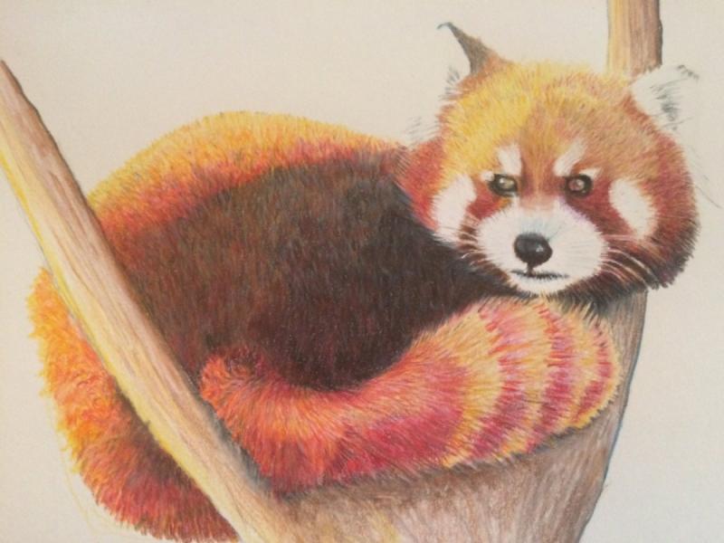 Красная Панда мини рисунок