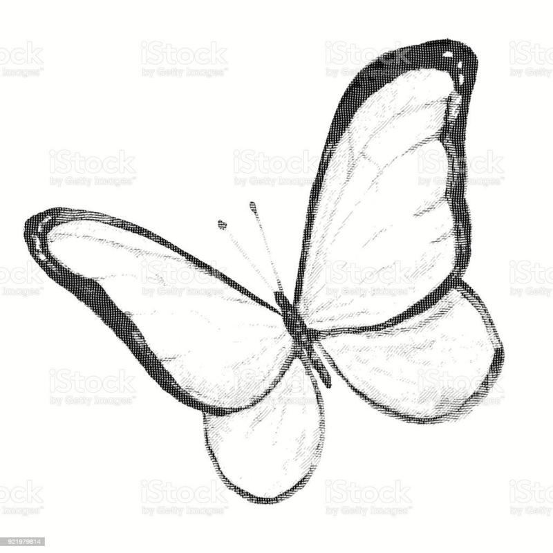 Эскиз бабочки для рисования