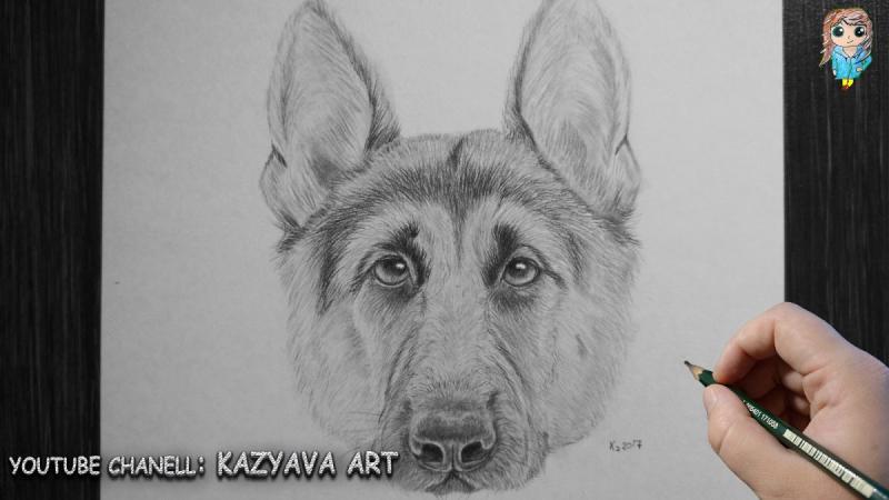 Легкий рисунок немецкой овчарки72