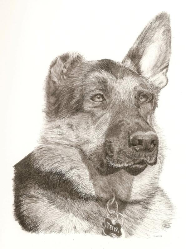 Рисуем собаку пошагово