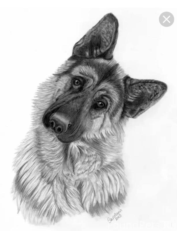 Немецкая овчарка карандашом