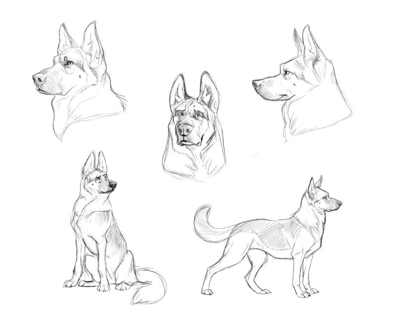 Восточно европейская овчарка карандашом