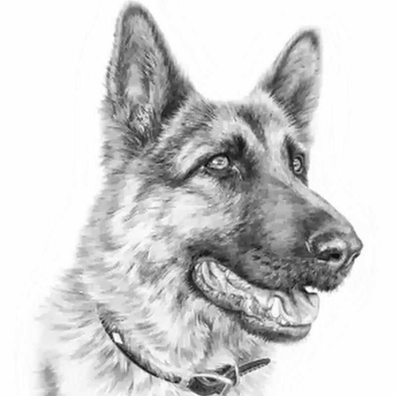 Овчарка рисунок карандашом