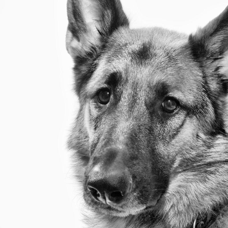 Восточноевропейская овчарка рисунок