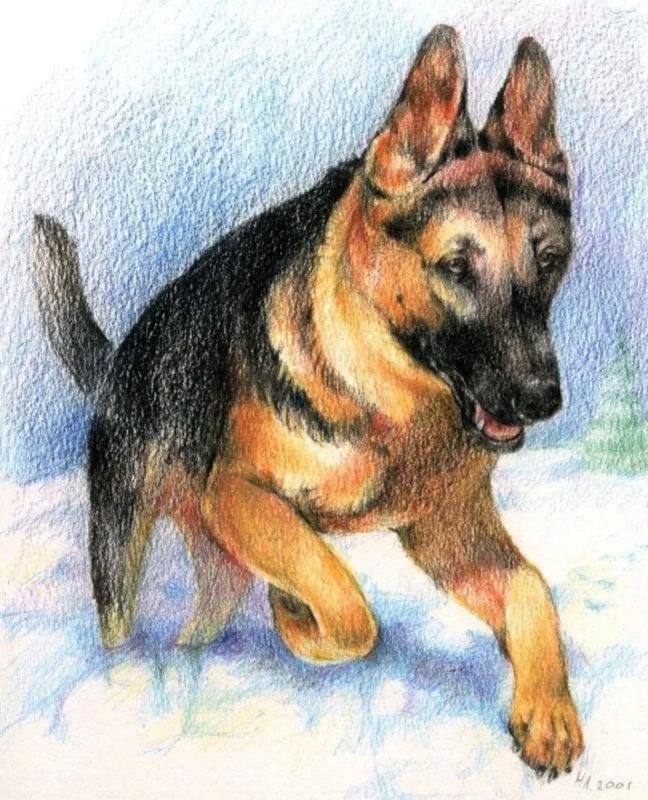 Восточно европейская овчарка чб