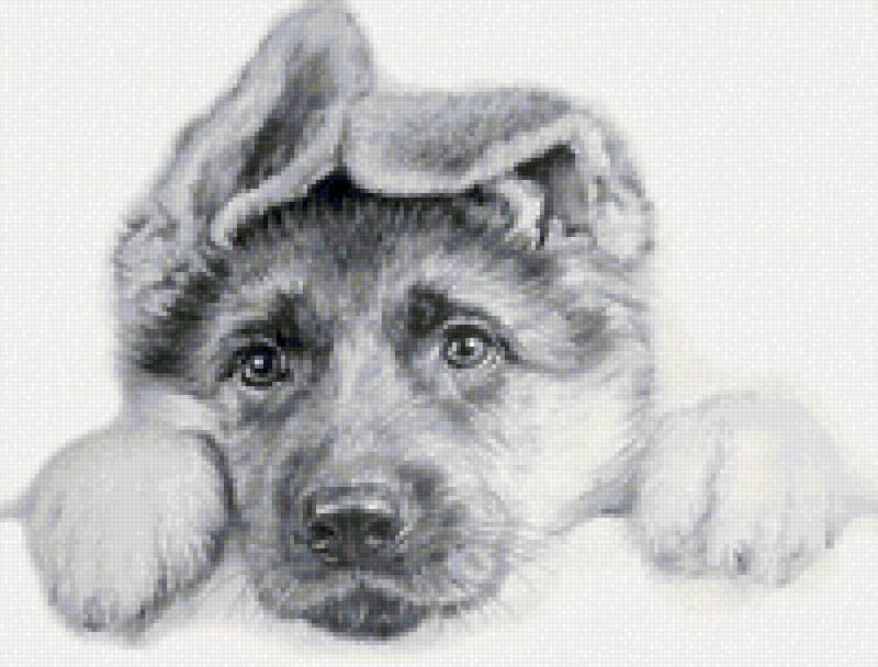 Немецкая овчарка лайн