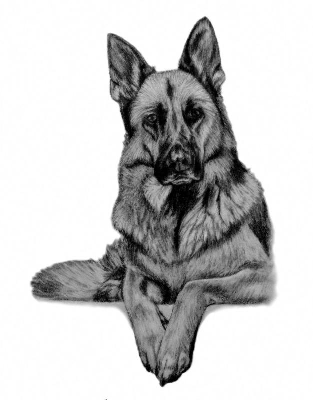 Поэтапное рисование немецкой овчарки