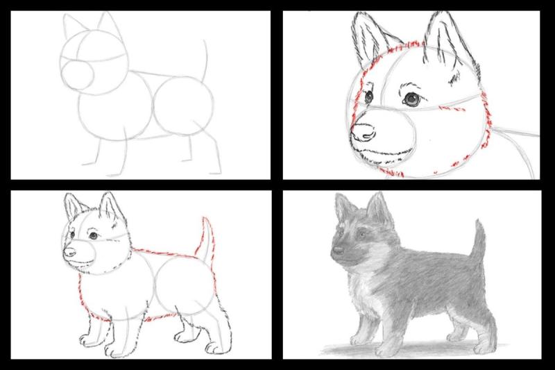 Восточно-европейская овчарка вектор