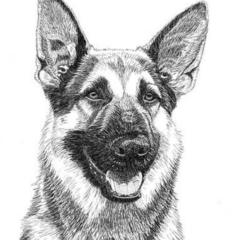 Восточноевропейская овчарка рисунок