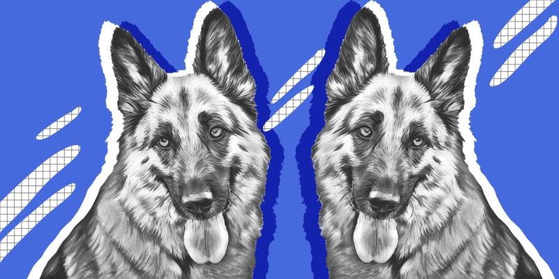 Овчарка рисунок