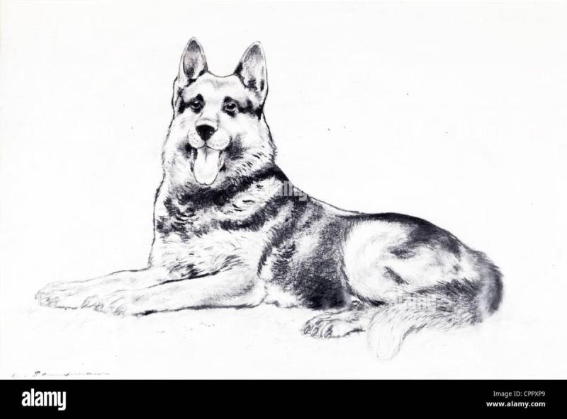 Щенок рисунок карандашом