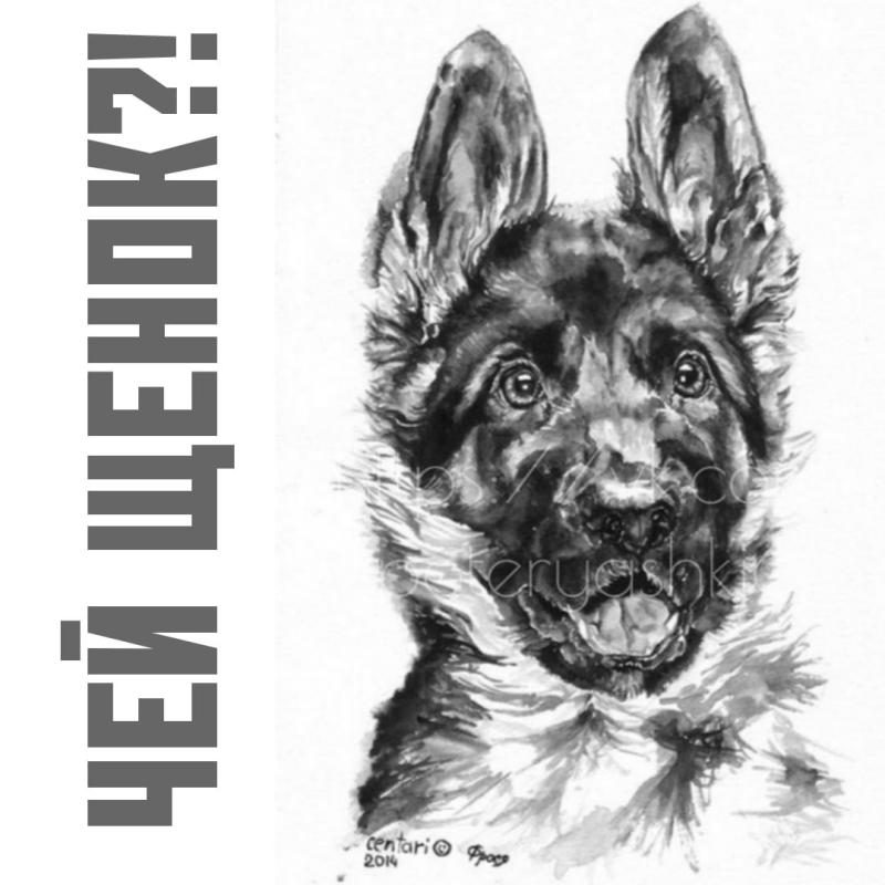 Немецкая овчарка рисунок карандашом в полный рост