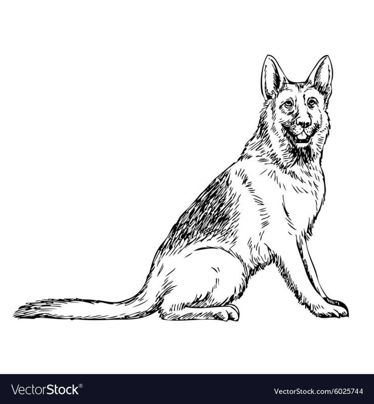 Эскиз морда собаки