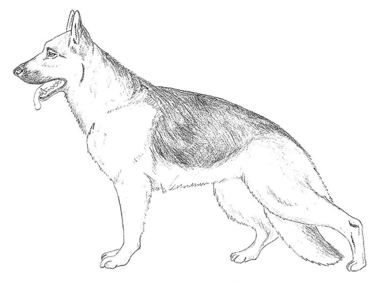 Восточноевропейская овчарка рисунок