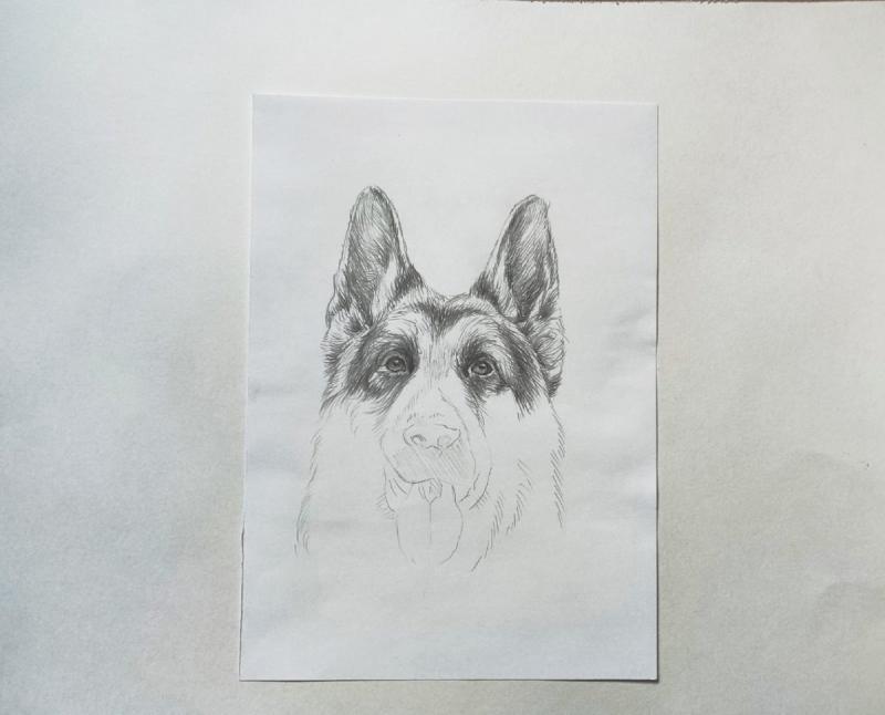 Немецкая овчарка для выжигания