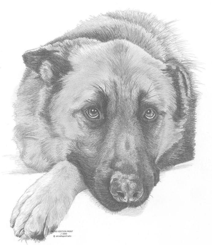 Овчарка эскиз