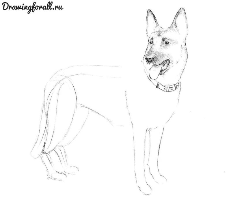 Рисунок немецкой овчарки лёгкий для новичков