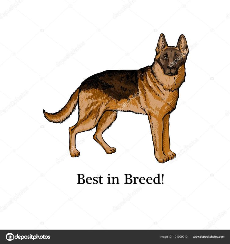 Немецкая овчарка рисунок для детей