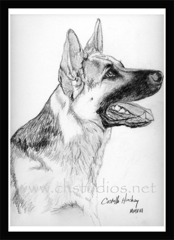 Собака карандашом немецкая овчарка