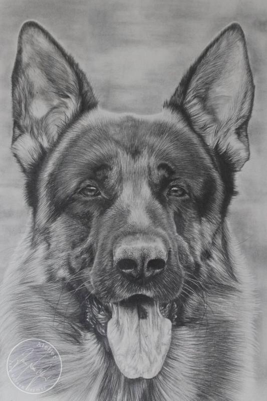 Легкий рисунок немецкой овчарки