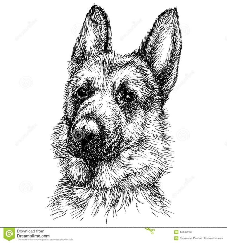 Малинуа Malinois