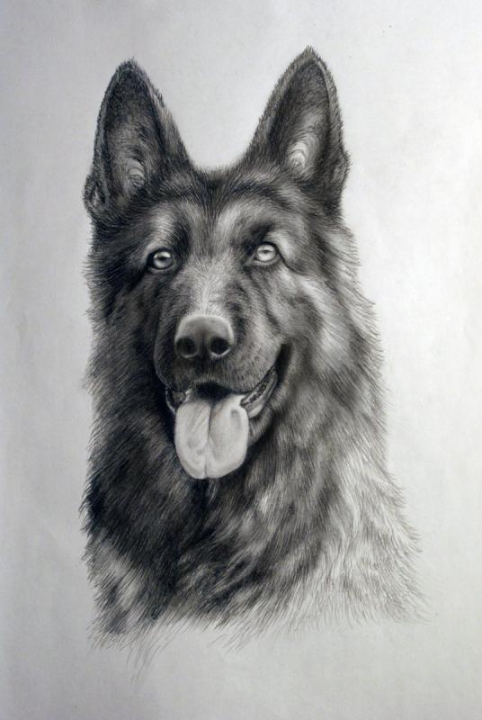 Карандашом овчарка тату